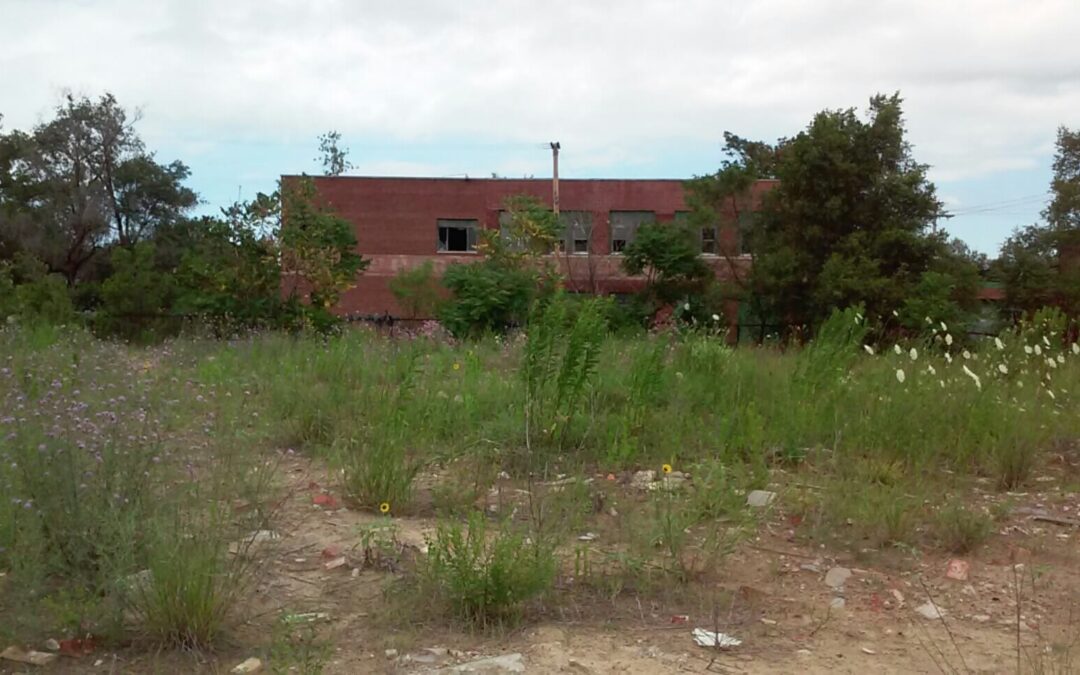 Phytoremediating Vacant Industrial Land in Gary, Indiana