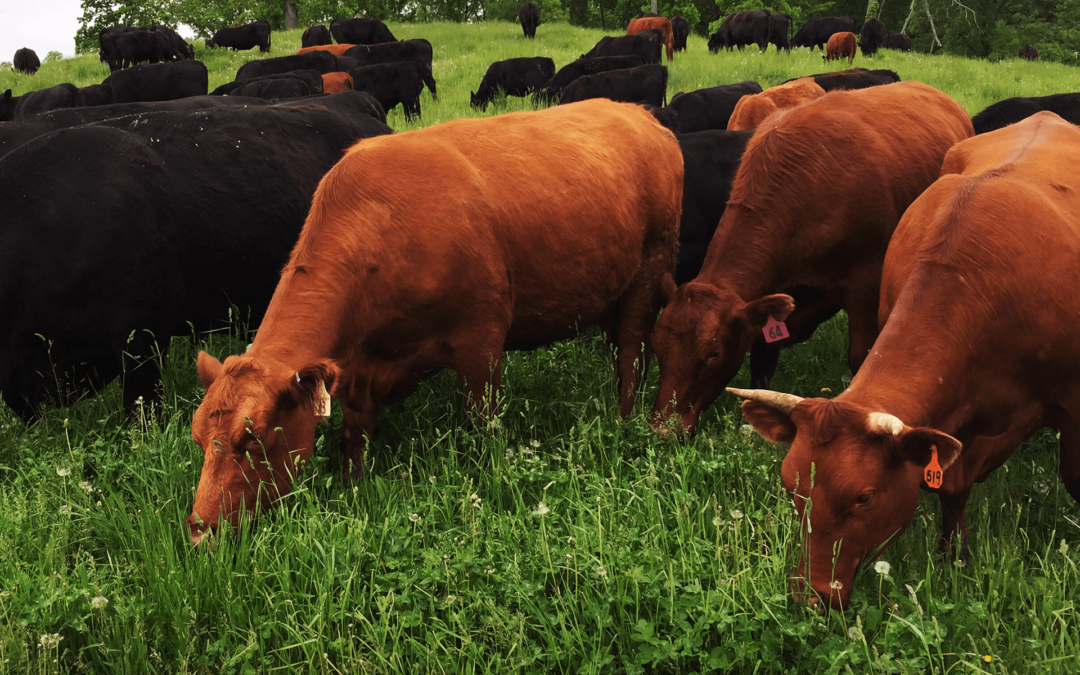 Expanding Grass-Fed Beef Market Drivers in the Greater Chicago Foodshed