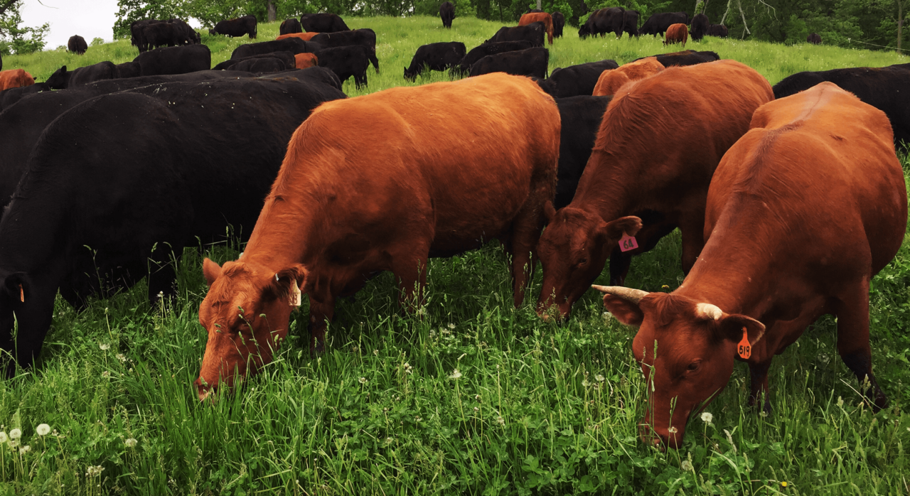 Expanding GrassFed Beef Market Drivers in the Greater Chicago Foodshed