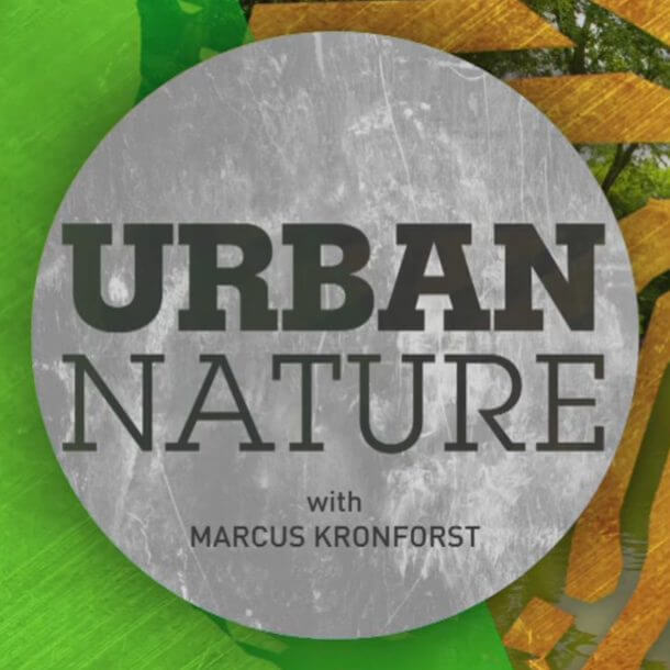 “Urban Nature” Series highlights poplar tree farm in Gary, IN