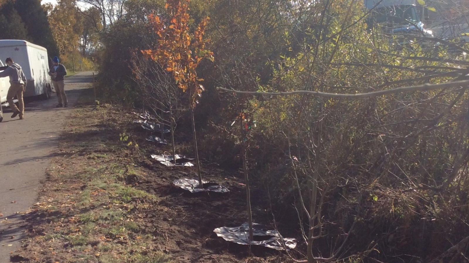 Tree planting in Oceana County, MI