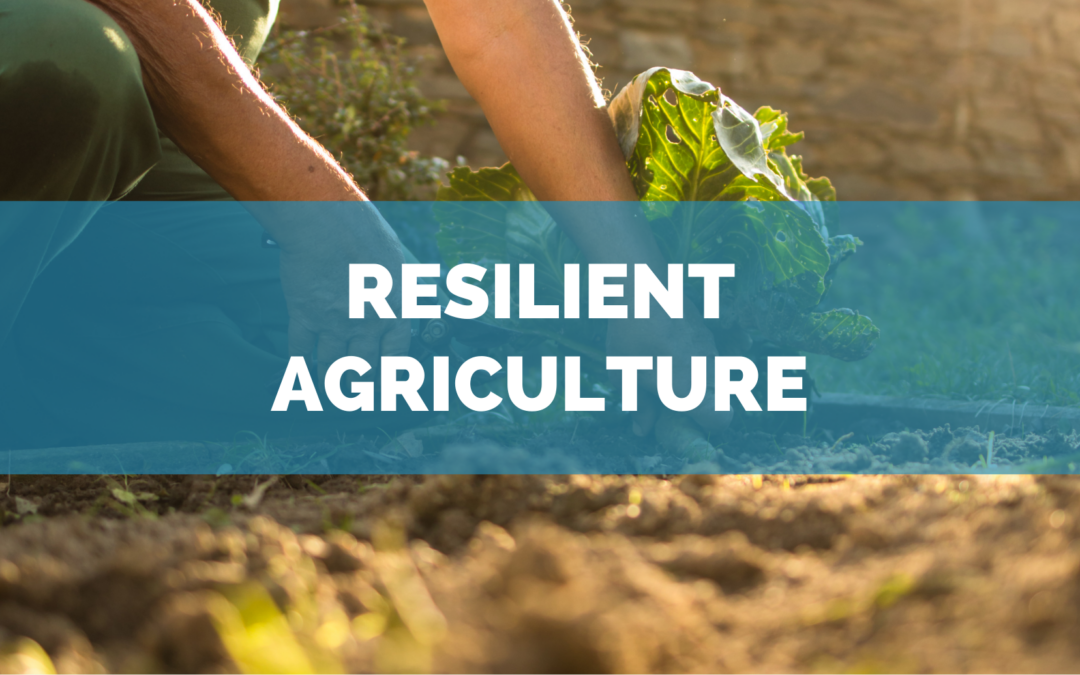 Our Impact: Resilient Agriculture