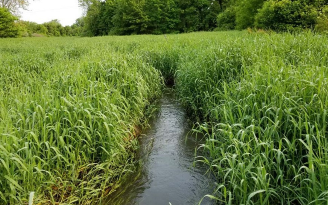 Restoring The Duck Creek Tributary In Northwest Indiana