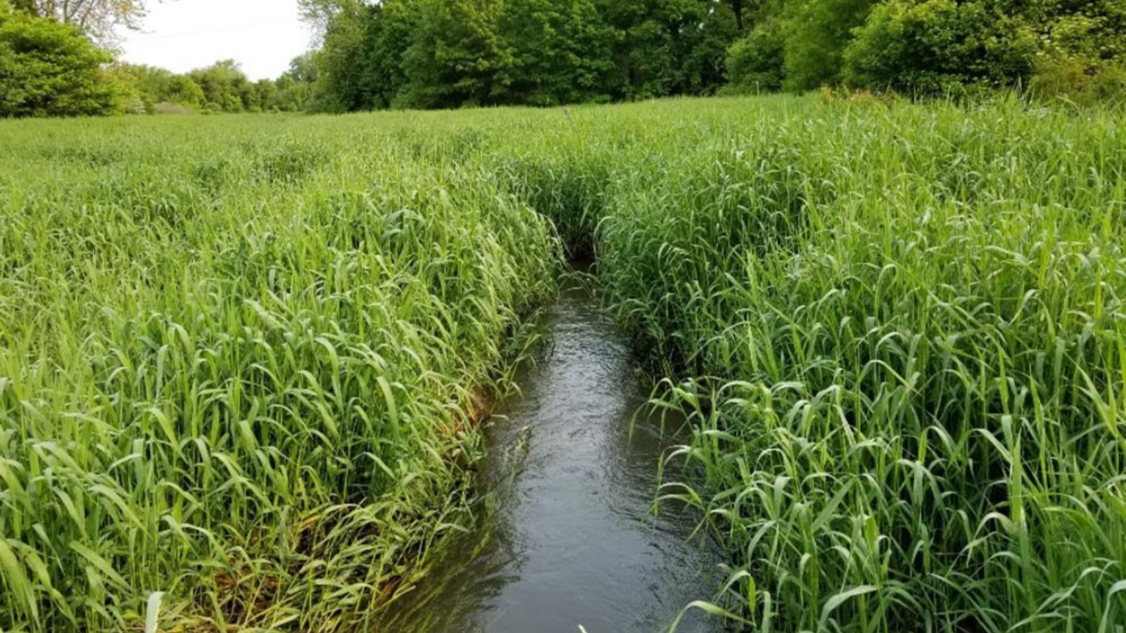 Duck Creek Tributary