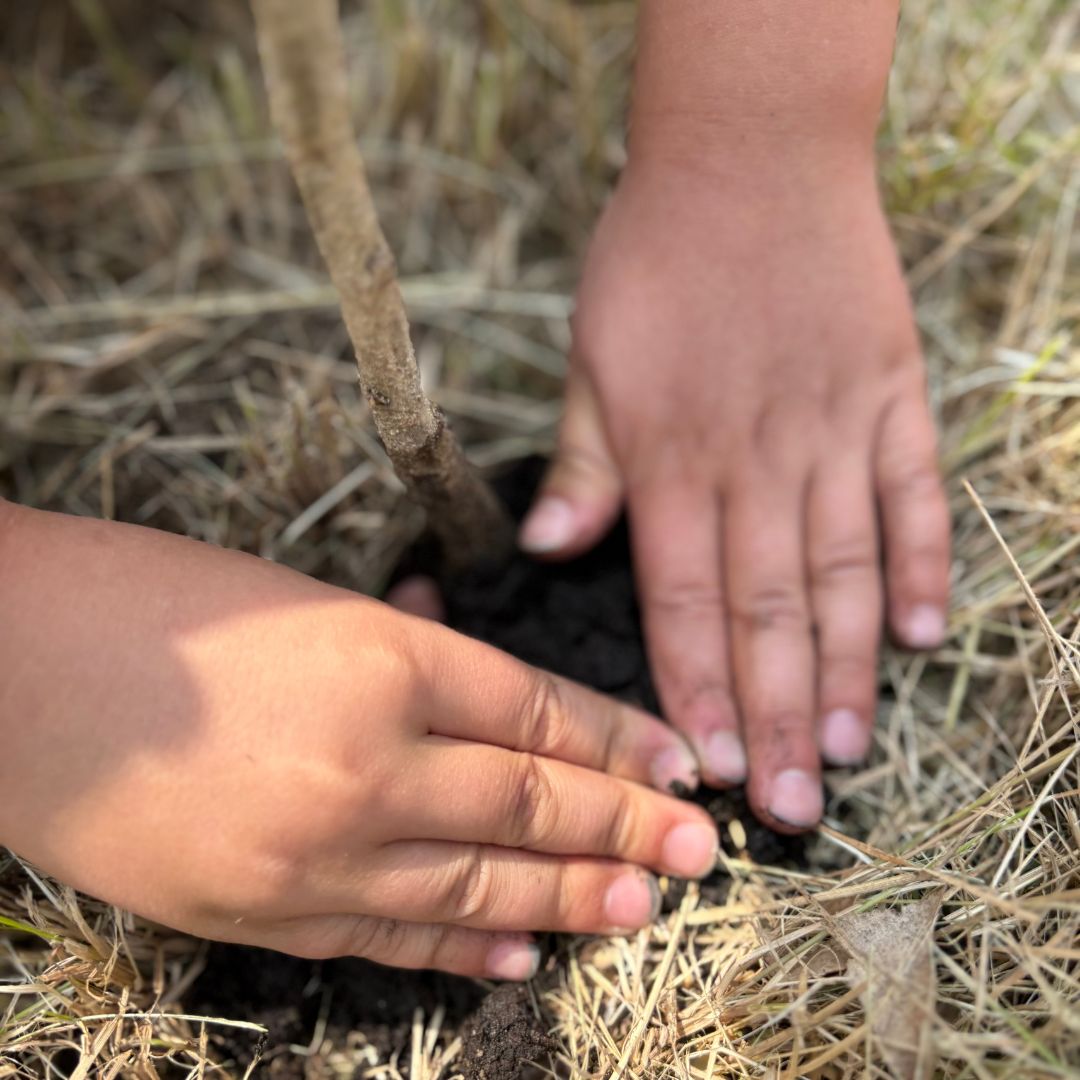 1 Tree planting picture, up close with hands in soil