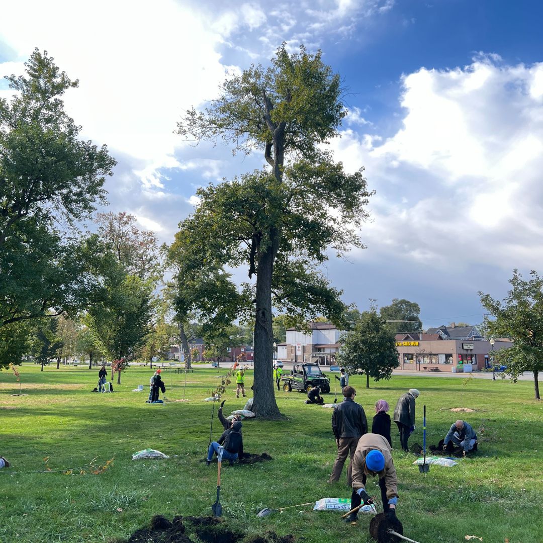 4 Picture of large tree surrounded by new trees being planted in Harrison Park of Hammond, Indiana