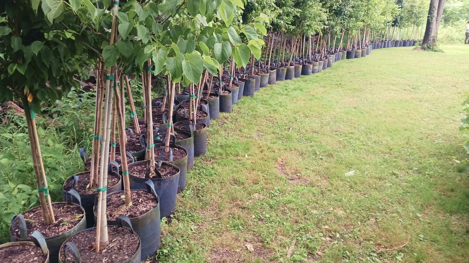 Trees lined up ready to be planted