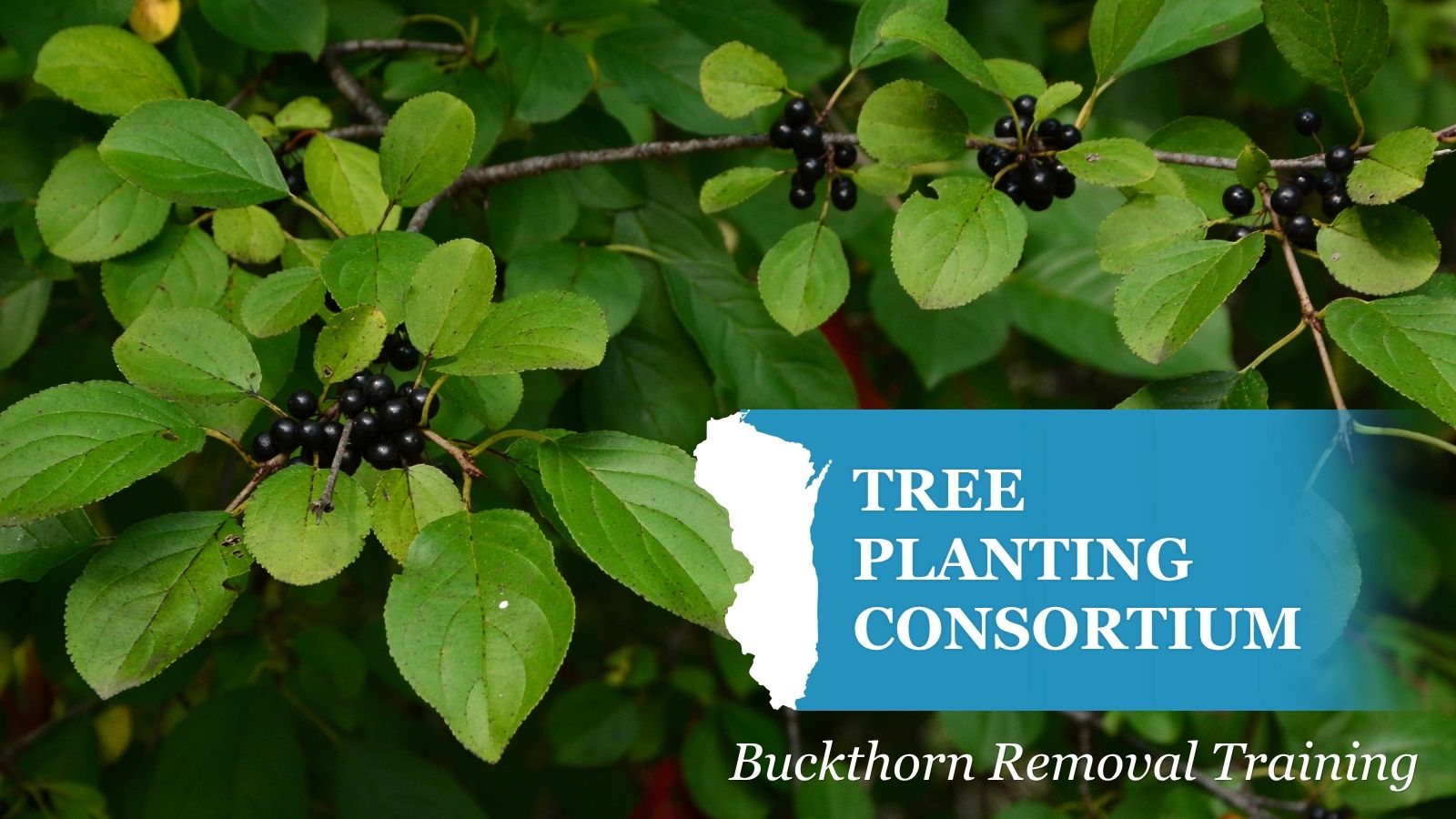 Header image displaying picture of buckthorn with text reading "Tree Planting Consortium: Buckthorn Removal"